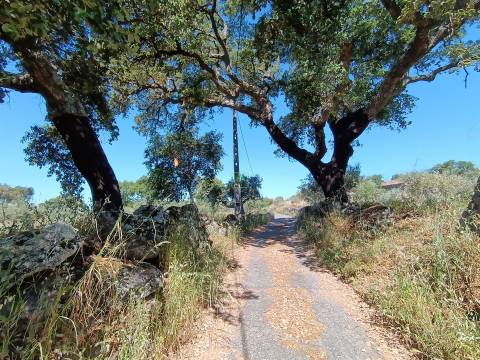 Terreno Rústico  Venda em Monsanto e Idanha-a-Velha,Idanha-a-Nova