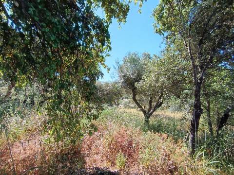 Terreno Rústico  Venda em Monsanto e Idanha-a-Velha,Idanha-a-Nova