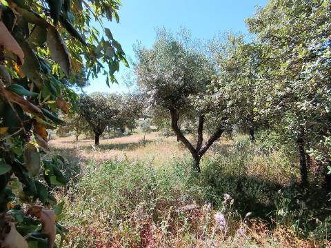 Terreno Rústico  Venda em Monsanto e Idanha-a-Velha,Idanha-a-Nova