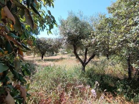 Terreno Rústico  Venda em Monsanto e Idanha-a-Velha,Idanha-a-Nova