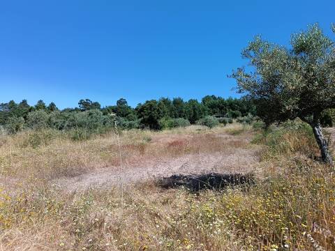 Terreno Rústico  Venda em Monsanto e Idanha-a-Velha,Idanha-a-Nova