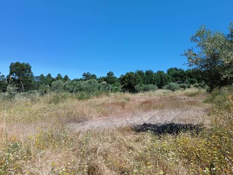 Terreno Rústico  Venda em Monsanto e Idanha-a-Velha,Idanha-a-Nova