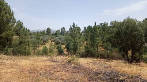 TERRENO URBANO NO SOBRAL DO CAMPO – VIVER COM QUALIDADE A CERCA DE 20 MINUTOS DE CASTELO BRANCO!