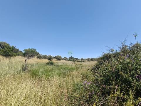 Terreno rural em Penamacor