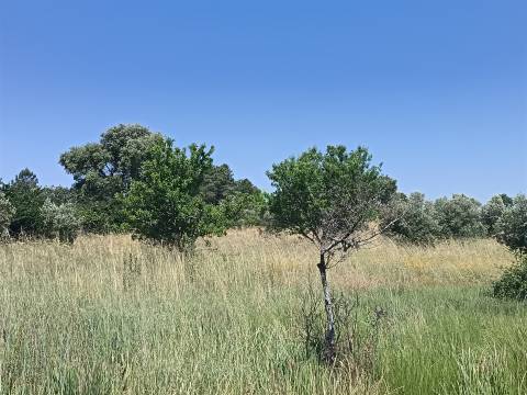 Terreno rural em Penamacor