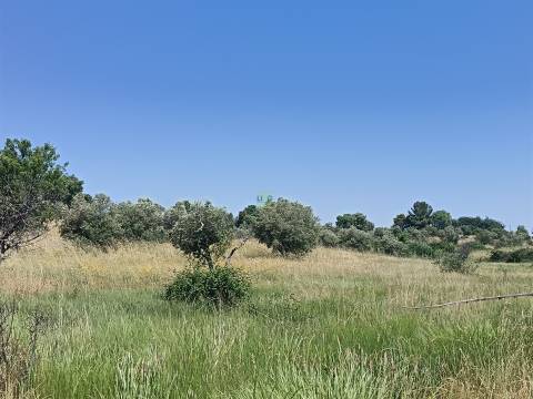Terreno rural em Penamacor