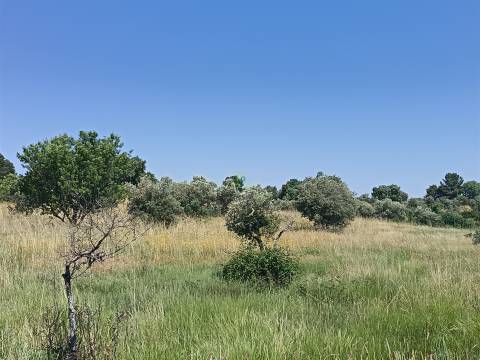 Terreno rural em Penamacor