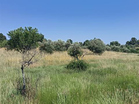 Terreno rural em Penamacor