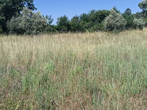 Terreno rural em Penamacor