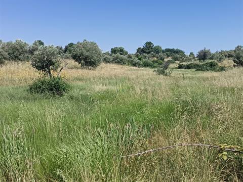 Terreno rural em Penamacor