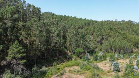 Terreno Rústico  Venda em Fratel,Vila Velha de Rodão
