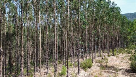 Terreno Rústico  Venda em Fratel,Vila Velha de Rodão
