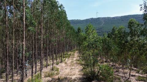 Terreno Rústico  Venda em Fratel,Vila Velha de Rodão