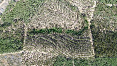 Terreno Rústico  Venda em Fratel,Vila Velha de Rodão