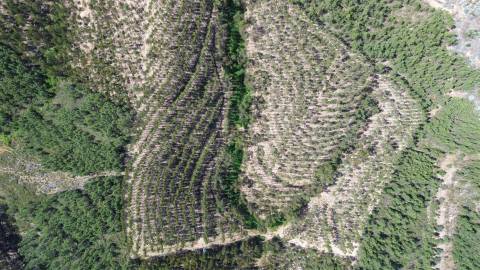 Terreno Rústico  Venda em Fratel,Vila Velha de Rodão