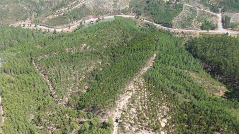 Terreno Rústico  Venda em Fratel,Vila Velha de Rodão