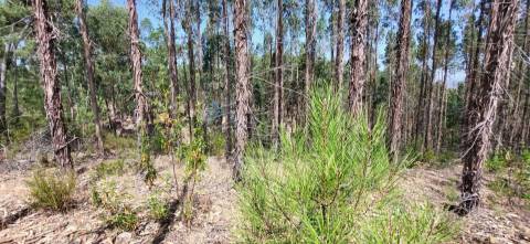 Terreno Rústico  Venda em Fratel,Vila Velha de Rodão