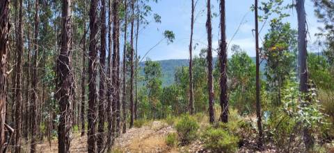 Terreno Rústico  Venda em Fratel,Vila Velha de Rodão