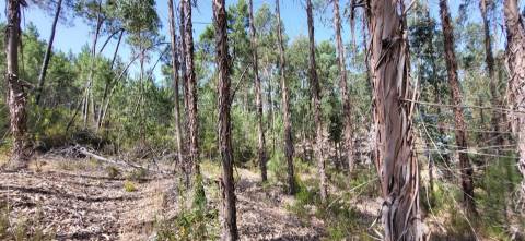 Terreno Rústico  Venda em Fratel,Vila Velha de Rodão