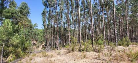 Terreno Rústico  Venda em Fratel,Vila Velha de Rodão