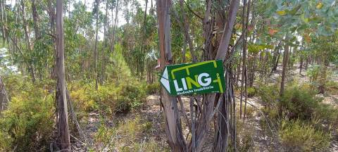 Terreno Rústico  Venda em Fratel,Vila Velha de Rodão