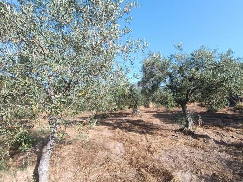 Terreno rústico Salvador