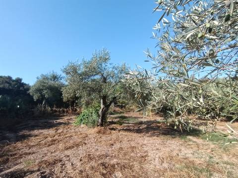 Terreno rústico Salvador
