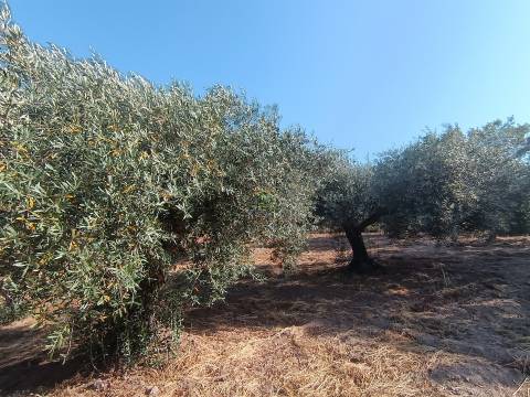 Terreno rústico Salvador