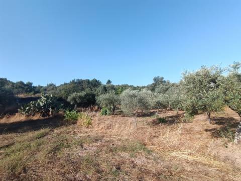 Terreno rústico Salvador