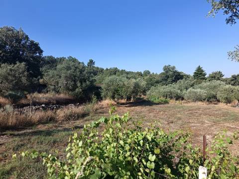 Terreno rústico Salvador