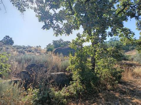 Terreno rústico Salvador