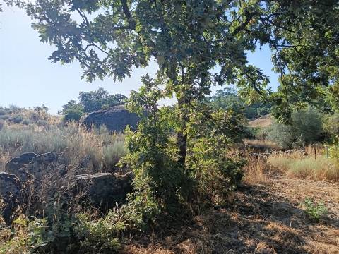 Terreno rústico Salvador