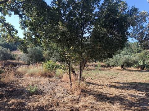 Terreno rústico Salvador