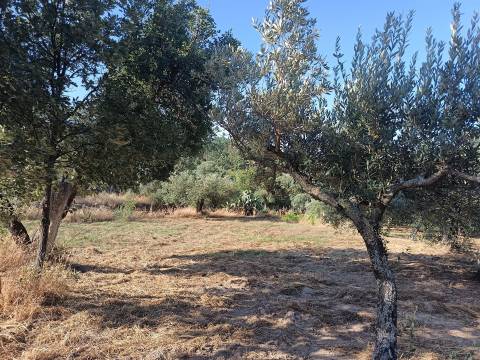 Terreno rústico Salvador