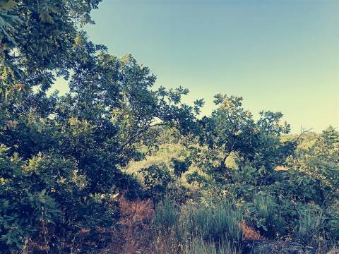 Terreno rústico Salvador