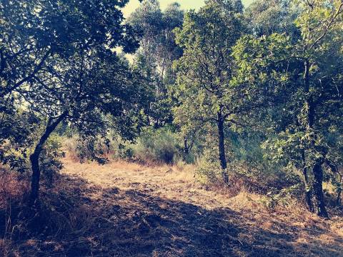 Terreno rústico Salvador