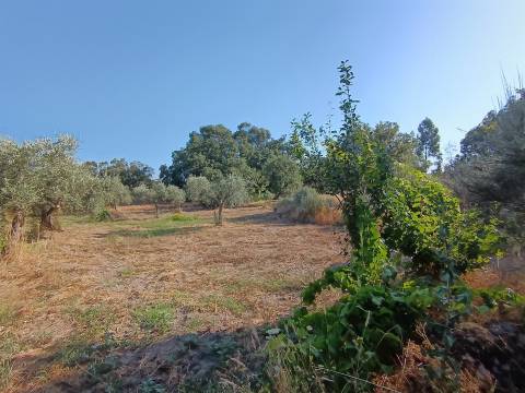 Terreno rústico Salvador