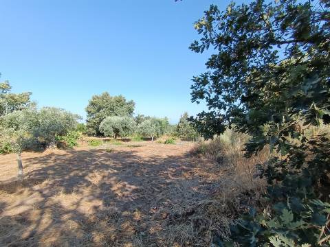 Terreno rústico Salvador
