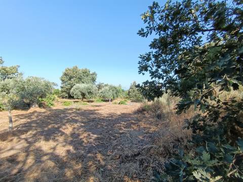 Terreno rústico Salvador