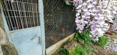 Quinta para venda em Castelo Branco com 4.5HA