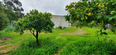 Quinta para venda em Castelo Branco com 4.5HA