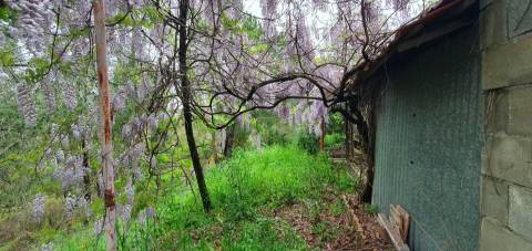 Quinta para venda em Castelo Branco com 4.5HA