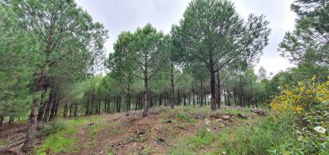 Quinta para venda em Castelo Branco com 4.5HA