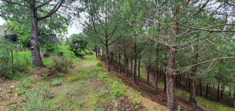 Quinta para venda em Castelo Branco com 4.5HA