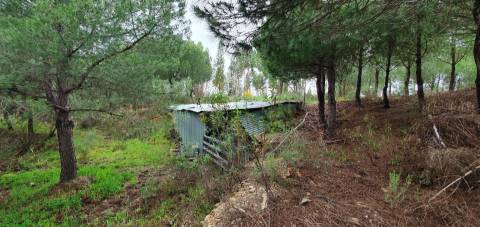 Quinta para venda em Castelo Branco com 4.5HA