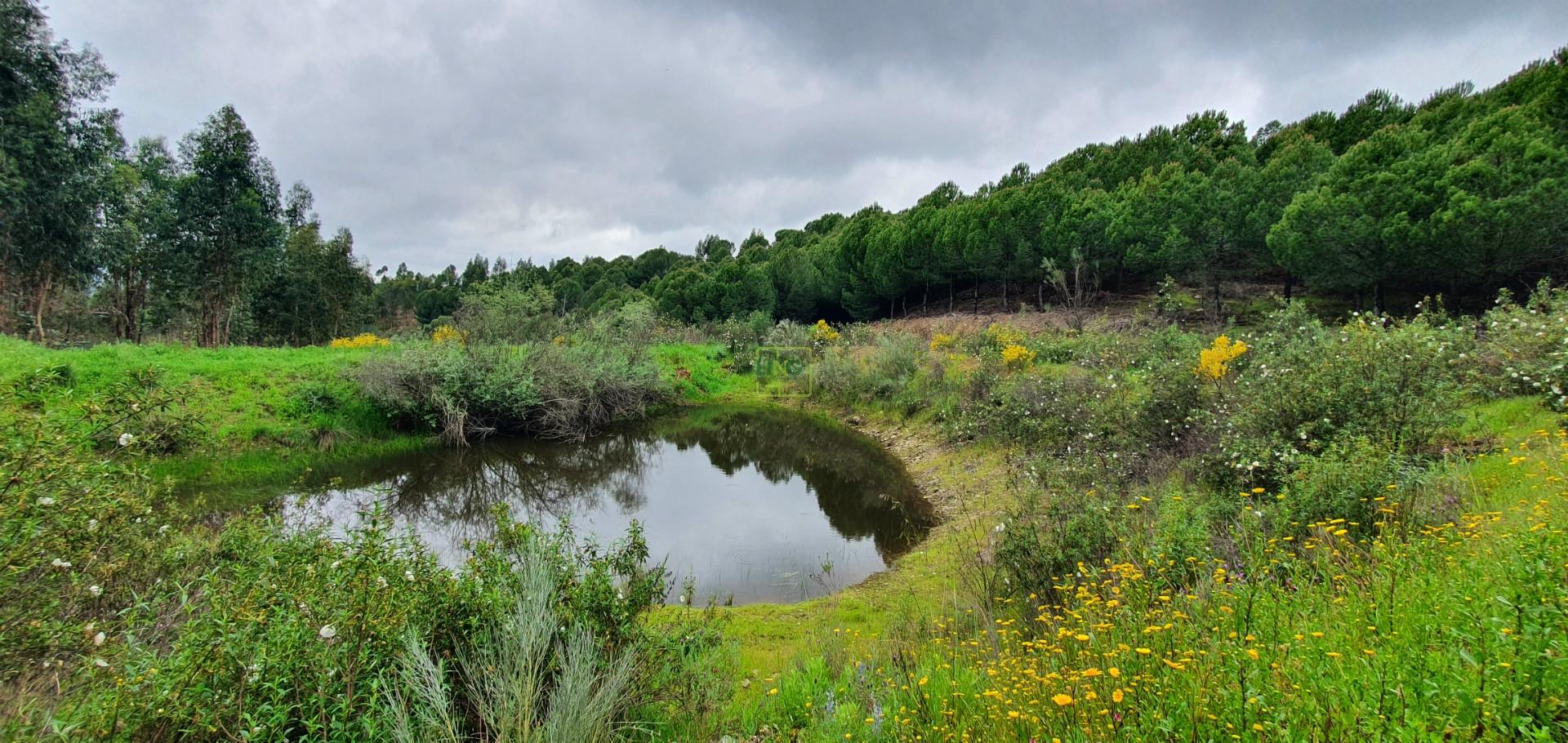 Quinta para venda em Castelo Branco com 4.5HA