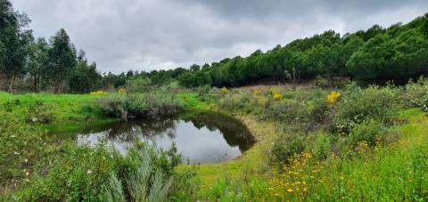Quinta para venda em Castelo Branco com 4.5HA