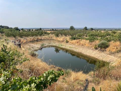 Quinta de Cerejeiras com 3,2 Hectares