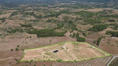 Quinta de Cerejeiras com 3,2 Hectares