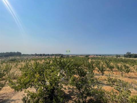 Quinta de Cerejeiras com 3,2 Hectares